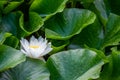 One white lotus flower and raindrops on leaves in summer. Nymphaea alba. European white water lily. White water rose. White Royalty Free Stock Photo