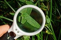 One white magnifier in hand increases the long green leaf Royalty Free Stock Photo