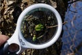 One white magnifying glass in hand increases the green bud with small leaves Royalty Free Stock Photo