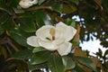 One white magnolia gradiflora shows its pistil on the tree Royalty Free Stock Photo