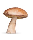 One white mushroom on background