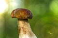 one white mushroom bokeh  blur . Royalty Free Stock Photo