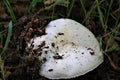 White mushroom that just grows out of the earth