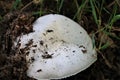 White mushroom that just grows out of the earth