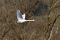 One white mute swan cygnus olor in flight in front of leafless forest Royalty Free Stock Photo