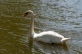 One white mute swan swimming in lake in summer time. Royalty Free Stock Photo