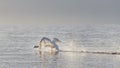 One white mute swans starts flying or running over the lake in the daytime. Swan in nature. Royalty Free Stock Photo