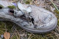 one white old torn shoe lies on the ground and green moss