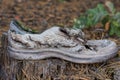 one white old torn shoe stands on a gray stump Royalty Free Stock Photo