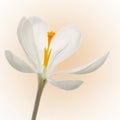 One white and orange crocus, flower