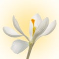 One white and orange crocus, flower