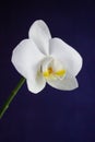 One white orchid flower on the dark blue background