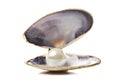 One white pearl in a sea shell Royalty Free Stock Photo
