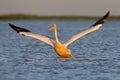 One white pelican take of from blue water Royalty Free Stock Photo