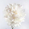 One white peony flower on a gray background. Royalty Free Stock Photo