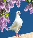 One white pigeon Royalty Free Stock Photo