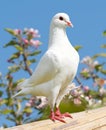 One white pigeon on flowering background