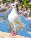 One white pigeon on flowering background Royalty Free Stock Photo