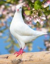 One white pigeon on flowering background