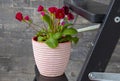 One white and pink flower pot with a bright unusual crimson primrose. stands on a wooden ladder. Symbol of spring mood Royalty Free Stock Photo