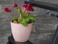 One white and pink flower pot with a bright unusual crimson primrose. stands on a wooden ladder. Symbol of spring mood. Royalty Free Stock Photo