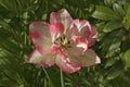 One white pink flower of Terry tulip TÃÂºlipa on a background of green leaves Royalty Free Stock Photo