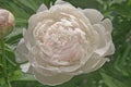 One white pink peony Paeonia on a background of green leaves in a flower garden Royalty Free Stock Photo