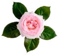 One white-pink rose with green leaves isolated on white.