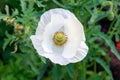 One white poppy flower is blooming in the garden Royalty Free Stock Photo