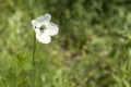 One white poppy in a meadow on a bright sunny summer day Royalty Free Stock Photo