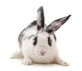 One white rabbit. Royalty Free Stock Photo