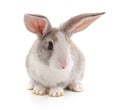 One white rabbit. Royalty Free Stock Photo