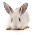 One white rabbit Royalty Free Stock Photo