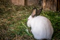 One white rabbit in grey ears Royalty Free Stock Photo