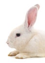 One white rabbit Royalty Free Stock Photo