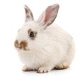 One white rabbit Royalty Free Stock Photo