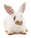 One white rabbit Royalty Free Stock Photo