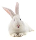 One white rabbit Royalty Free Stock Photo