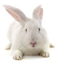 One white rabbit Royalty Free Stock Photo