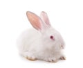 One white rabbit Royalty Free Stock Photo