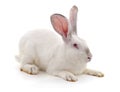 One white rabbit Royalty Free Stock Photo