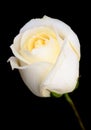 One white rose Royalty Free Stock Photo