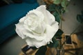One white rose Royalty Free Stock Photo