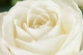 One white rose close-up. Macro photo, beautiful floral Royalty Free Stock Photo