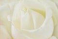One white rose close-up. Macro photo, beautiful  floral Royalty Free Stock Photo