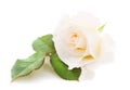 One white rose Royalty Free Stock Photo