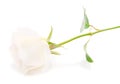 One white rose Royalty Free Stock Photo