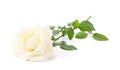 One white rose Royalty Free Stock Photo