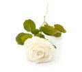One white rose Royalty Free Stock Photo