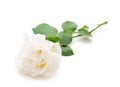 One white rose Royalty Free Stock Photo